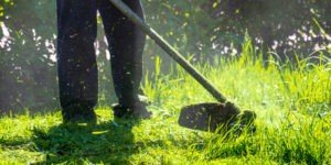 grass clippings fly around worker with lawn trimmer