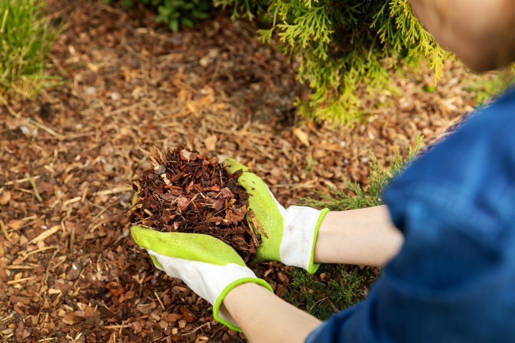 gardener holding much in gloved hands over pine bark mulch bed